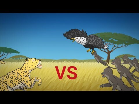 LEOPARD VS BABOON VS EAGLE ANIMATION