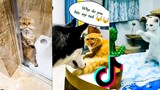Funniest Dogs And Cats Videos Part 9 😅 - Best Funny Animal Videos 2023 😁