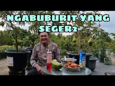 NGABUBURIT DGN YANG SEGER2