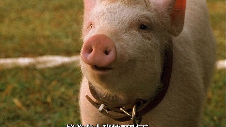 To avoid being turned into roast suckling pig, the little pig actually sets a goal to become a herdi