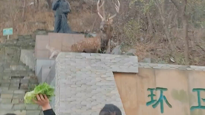 What a huge wild sika deer! So smart—when it’s hungry, it knows to come down the mountain to forage!