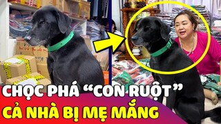 Cả nhà 'BỊ MẮNG' xối xả vì dám lớn tiếng chê bai 'CON RUỘT' của mẹ 😅 | Gâu Đần