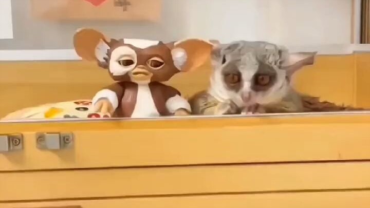 เจ้าลิงซากุระบ้านพี่สาวดูซึมเศร้าทุกวัน แต่หลังจากหาแฟนให้มันแล้ว อุปนิสัยก็เปลี่ยนไปอย่างมาก