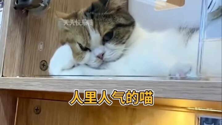 เจ้าเหมียวสุดฮิตในหมู่คน ชาติที่แล้วลืมดื่มน้ำของแม่หมอเมิ่งหรือไง? #ขำขัน #แก้เครียดได้ดี #เจ้าเหมี