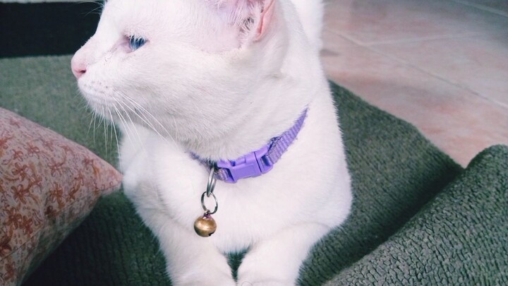 I saw the universe on my beautiful white cat blue eyes