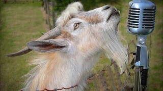 【AI Goat】The song of wanting to be human (人间になりたいうた)