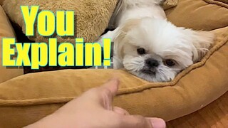 Borgy Tries to Explain Where's His Furdad's Lost Credit Card ( Cute & Funny Dog Video)