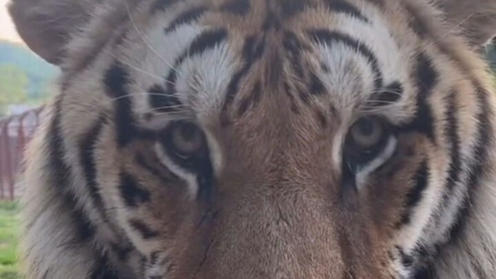 Đôi mắt trong trẻo như sinh viên của chú hổ Đông Bắc! Vừa sợ vừa buồn cười