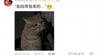 يضحكني كثيرًا... القطة الصغيرة التي عادت إلى القرية بكت من توبيخ قطة ليوانهوا، فقالت قطة المدينة: لو