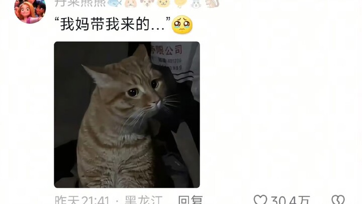 ขำตาย... ลูกแมวที่กลับไปหมู่บ้านถูกแมวลายจิ้งจอกด่าจนร้องไห้ แมวเมืองบอกว่า: ถ้ารู้ว่าเธอจะมา ฉันก็ค