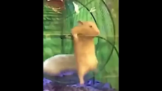 หยุดก่อนจิมมี่