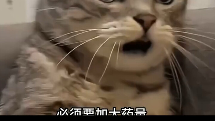 Have the mosquitoes in Guangdong mutated or something?