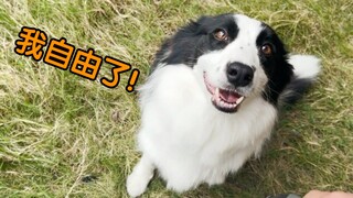 解开狗绳后对狗子说不要你了，会发生什么？