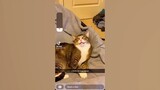 Meow Moments Compilation #3