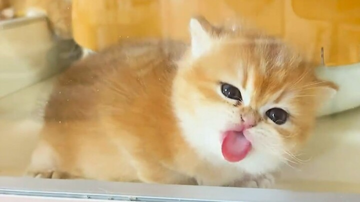 猫：“略略略，略略略~~”