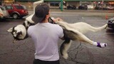 Funniest Husky🐶 Silliest Creature on Earth 😂 Funny Dogs Videos 2023