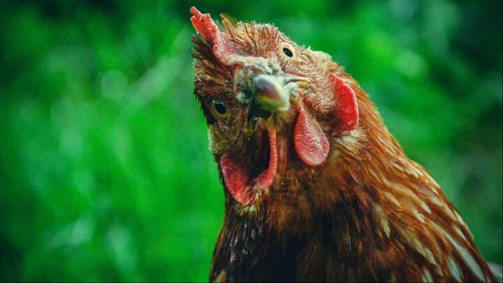 Chicken Tabetaka 03