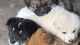 Hahaha, just a little mutt!