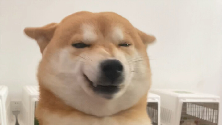 Berapa biaya memelihara seekor anjing Shiba Inu selama sebulan?