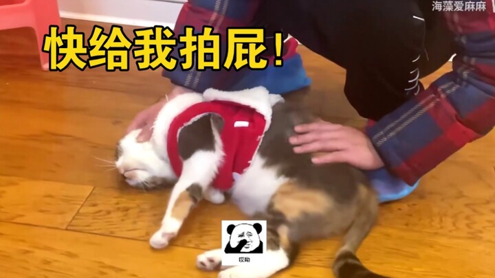 当你带一只随便的猫回老家后……