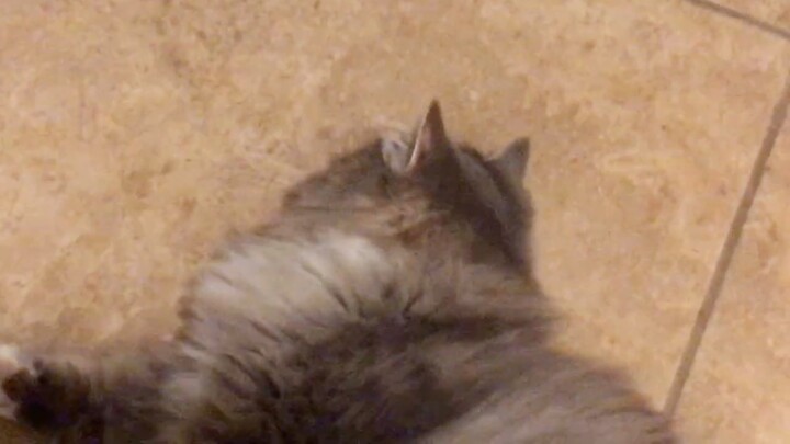 Me torturing cat lol ( first vid)