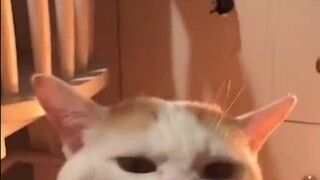 Tanda tanya kecil, apakah Anda punya banyak anak kucing?