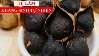 TỰ LÀM VẮC XIN TỰ NHIÊN (TỎI ĐEN) giúp TĂNG KHẢ NĂNG MIỄN DỊCH chống VI RÚT, VI KHUẨN