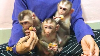 Three monkeys enjoy eating logan fruits