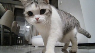 The cat is home alone and is constantly attacked