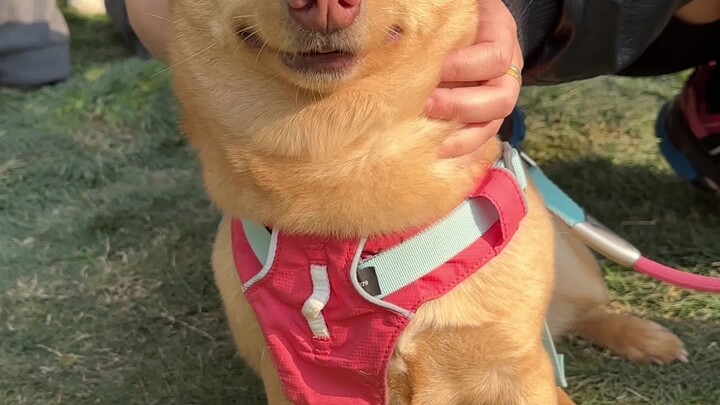 Dogs really do pretend to be busy when they're feeling awkward.