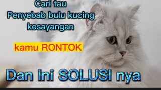 Penyebab dan cara mengatasi kerontokan bulu pada kucing @super Animal