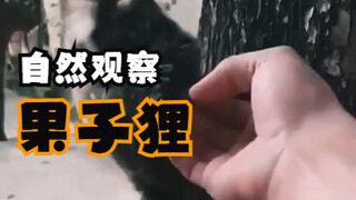 【นักสังเกตการณ์ธรรมชาติ】อีเห็น