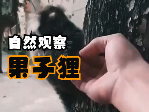 [Nature Observer] Civet