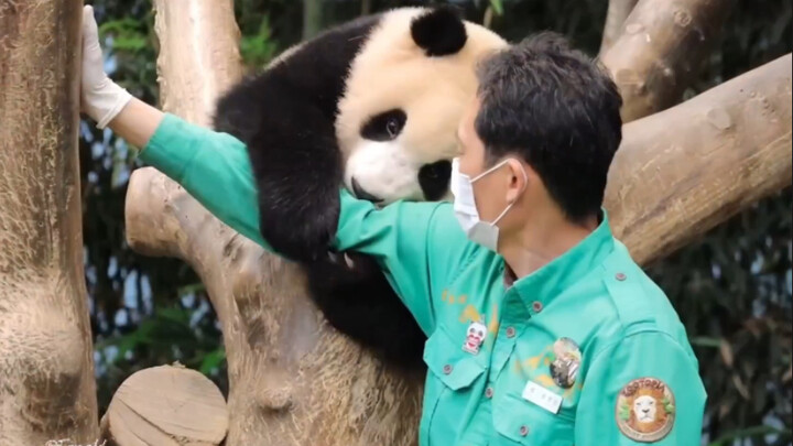 Fubao: The Panda Who’s Best at “Poking” People on Earth || No Arm or Thigh Is Safe from My Pokes!