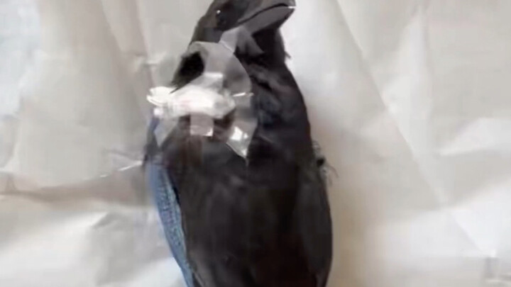 Gets mad after being shot in the butt with a slingshot and turned into a crow stick for biting peopl