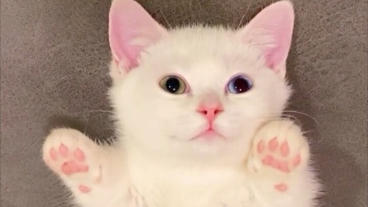 "แมวรักษาบนโลก"