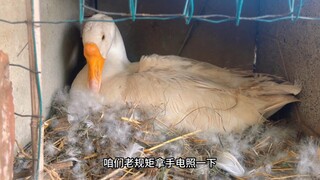 ห่านตัวนี้เต็มไปด้วยสัญชาตญาณความเป็นแม่ มันฟักไข่ไก่ ไข่เป็ด ไข่ห่าน และแม้กระทั่งลูกปิงปอง