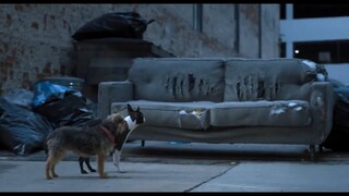 Watch Strays _ 2023 Watch Full Movie: Link in Description