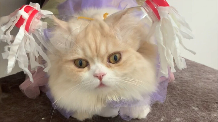 I made my cat a pair of twin tails—it looks absolutely awesome!