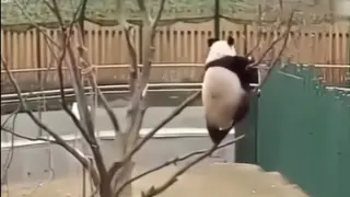 This panda really cracked me up