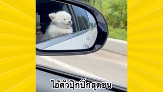 สัตว์เลี้ยงพื่อนขนปุย : ไอ้ตัวปุ๊กปิ๊กสุดซน