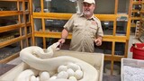 Động vật tổng hợp|Lấy trứng cho rắn trắng
