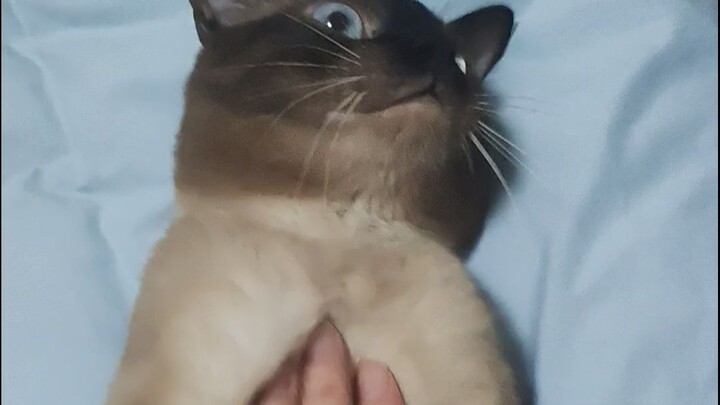 That big fat cat’s at it again with your silver bullet.