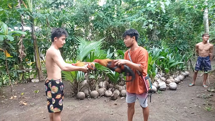 dayo serye super red 2nd win