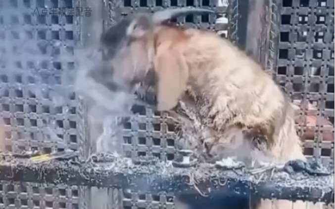 This old sheep sure has a bad smoking habit.