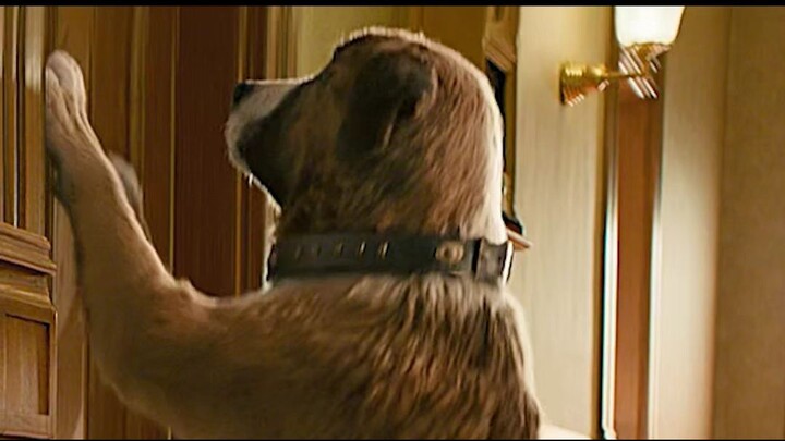 Buck a Great Dog Movie part 1 Latest video