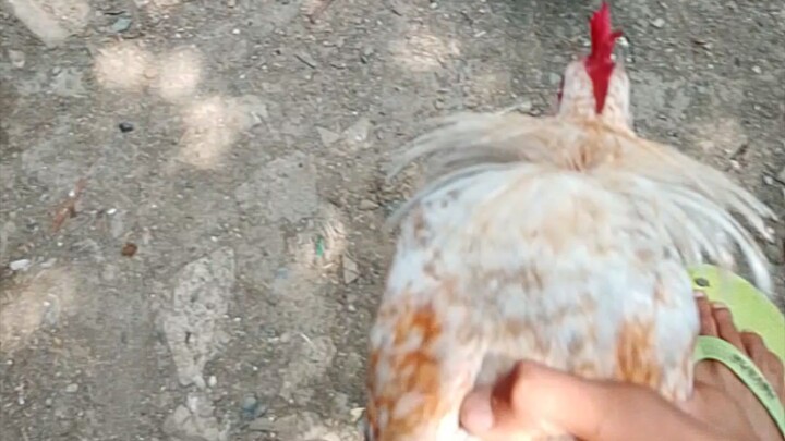 MUFF 5 months vs Talisay 3x winner 5 years