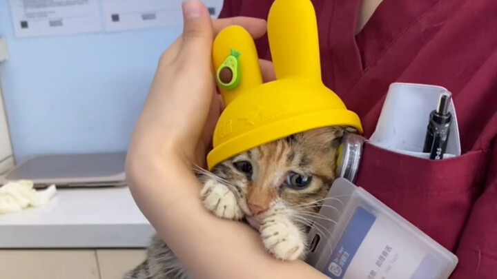 两个耳朵