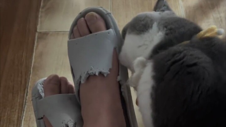 Mèo con 5 kg, nửa cứng đầu nửa bướng bỉnh!