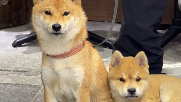 Khi chú chó Shiba của thầy Chó Trung Hoa Bản Địa chẳng có lấy một chút thành tựu, chỉ toàn là cảm gi